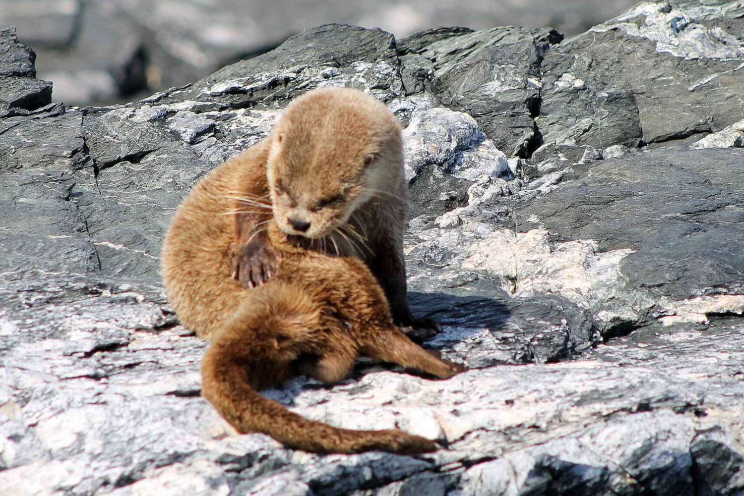 Ganztägiger Ausflug zur Isla Damas und zum Humbolt Pinguino National Reserve