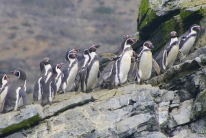 Ganztägiger Ausflug zur Isla Damas und zum Humbolt Pinguino National Reserve