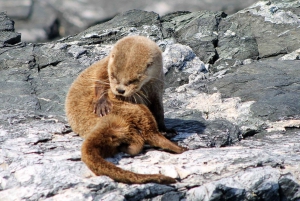 Ganztägiger Ausflug zur Isla Damas und zum Humbolt Pinguino National Reserve