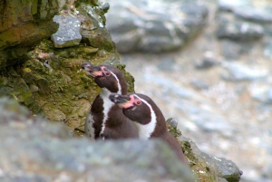 Ganztägiger Ausflug zur Isla Damas und zum Humbolt Pinguino National Reserve