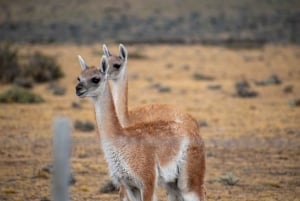 Heldag i Torres del Paine – Privat