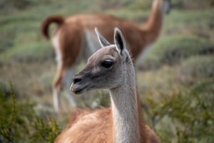 Heldag i Torres del Paine – Privat