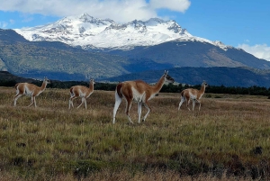 Heldagstur: TORRES DEL PAINE, BESØK DET 8. UNDERVERK (fra Puerto Natales)