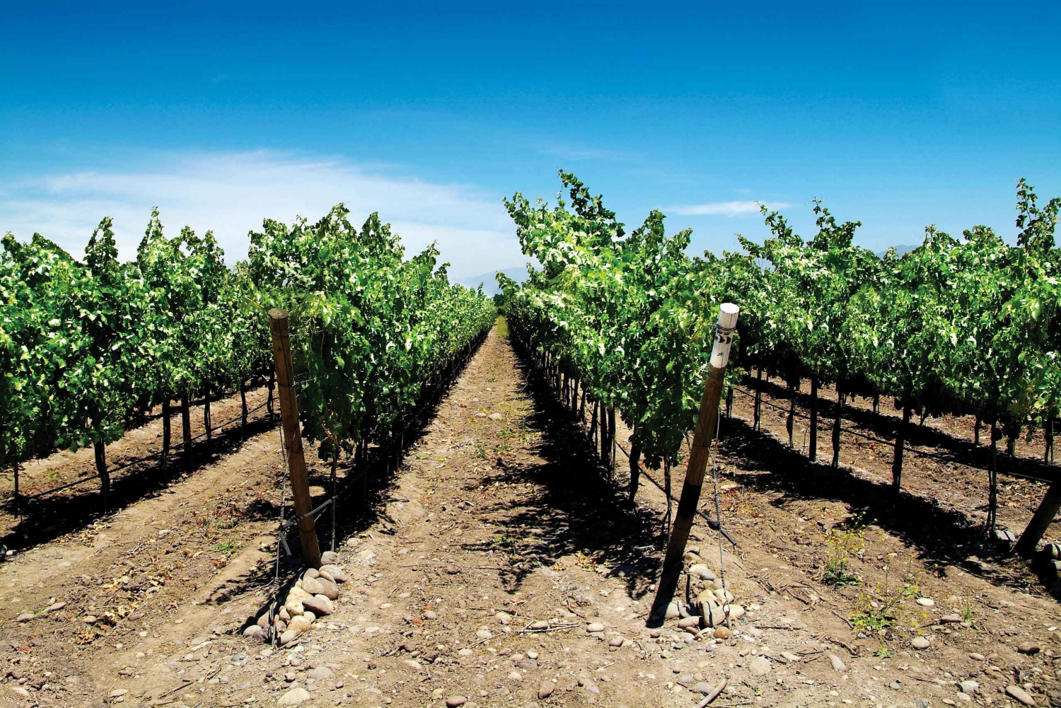 Экскурсия на целый день на остров Негра, Альгарробо и винодельню Ундуррага