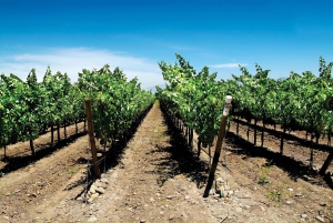 Экскурсия на целый день на остров Негра, Альгарробо и винодельню Ундуррага