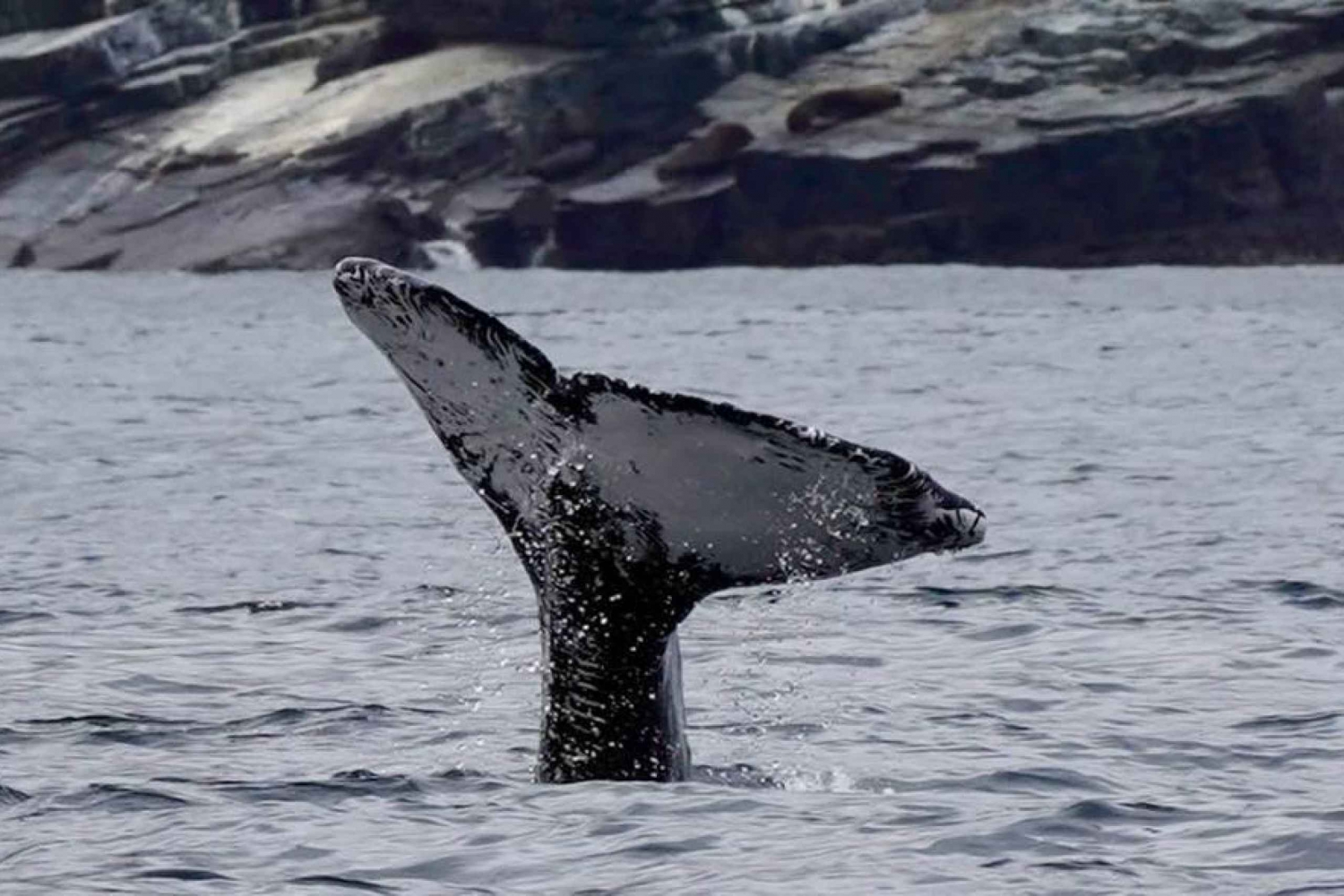 Giornata intera di osservazione delle balene Riserva Marina Isla Chañaral