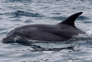 Heldags hvalsafari i havreservatet Isla Chañaral
