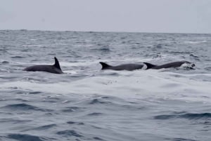Całodniowa obserwacja wielorybów w rezerwacie morskim Isla Chañaral