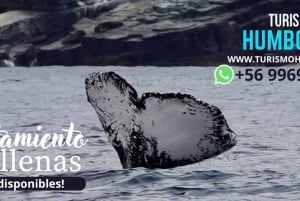 Kokopäivän valaiden katselu merensuojelualue Isla Chañaralissa