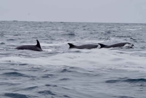 Heldags hvalsafari i det marine reservatet Isla Chañaral