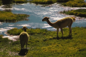 Geysers del Tatio : Lever de soleil et petit-déjeuner à Atacama