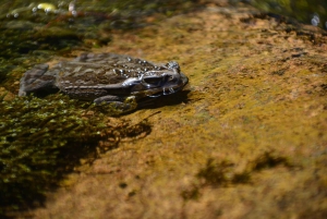 Geführte Wanderung in Córdoba, Argentinien – Natur und Wasserfälle