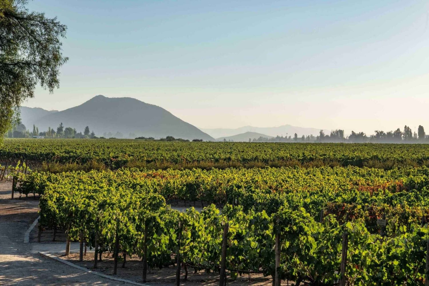 GUIDAD TUR I VINCENTRUM (UTAN SENSORISKT MUSEUM) + MARQUES DE CASA CONCHA