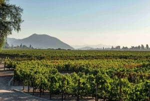 GUIDAD TUR I VINCENTRUM (UTAN SENSORISKT MUSEUM) + MARQUES DE CASA CONCHA