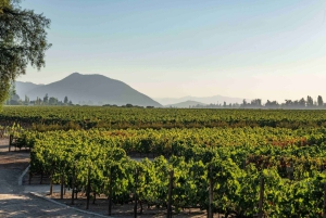 VISITA GUIDATA AL CENTRO DEL VINO (SENZA MUSEO SENSORIALE)