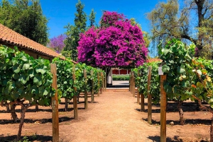 Santiago: Halbtagestour zum Weingut Santa Rita