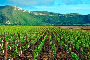 Santiago: Halbtagestour zum Weingut Santa Rita