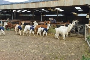 Ridning, pingviner, vingård, alpakkaer og cowboy BBQ