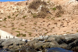 Ridning, pingviner, vingård, alpakkaer og cowboy BBQ