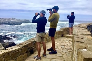 Ridning, pingviner, vingård, alpakkaer og cowboy BBQ