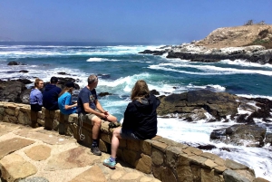 Ridning, pingviner, vingård, alpakkaer og cowboy BBQ