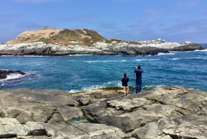 Ridning, pingviner, vingård, alpakkaer og cowboy BBQ