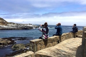 Ridning, pingviner, vingård, alpakkaer og cowboy BBQ