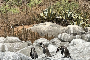 Ridning, pingviner, vingård, alpakkaer og cowboy BBQ