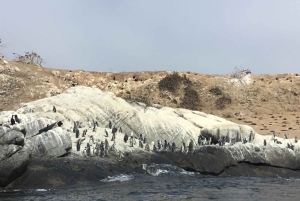 Ridning, pingviner, vingård, alpakkaer og cowboy BBQ
