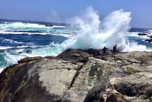 Ridning, pingviner, vingård, alpakkaer og cowboy BBQ