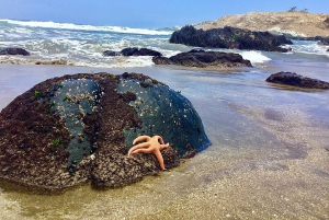 Ridning, pingviner, vingård, alpakkaer og cowboy BBQ