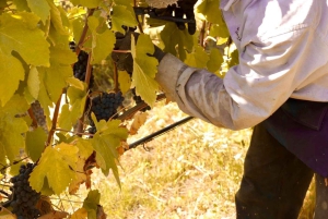 Ridning, pingviner, vingård, alpakkaer og cowboy BBQ