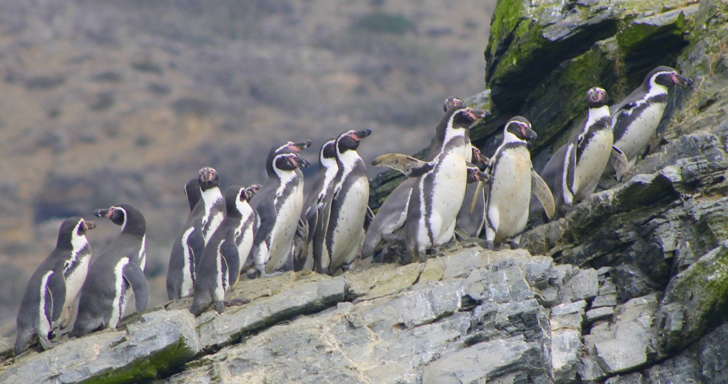 Reserva Nacional de Pingüinos de Humboldt