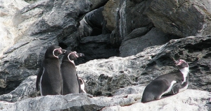 Reserva Nacional de Pingüinos de Humboldt