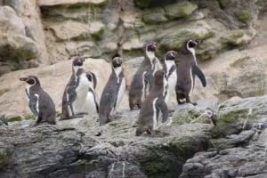 Humboldt Penguin National Reserve