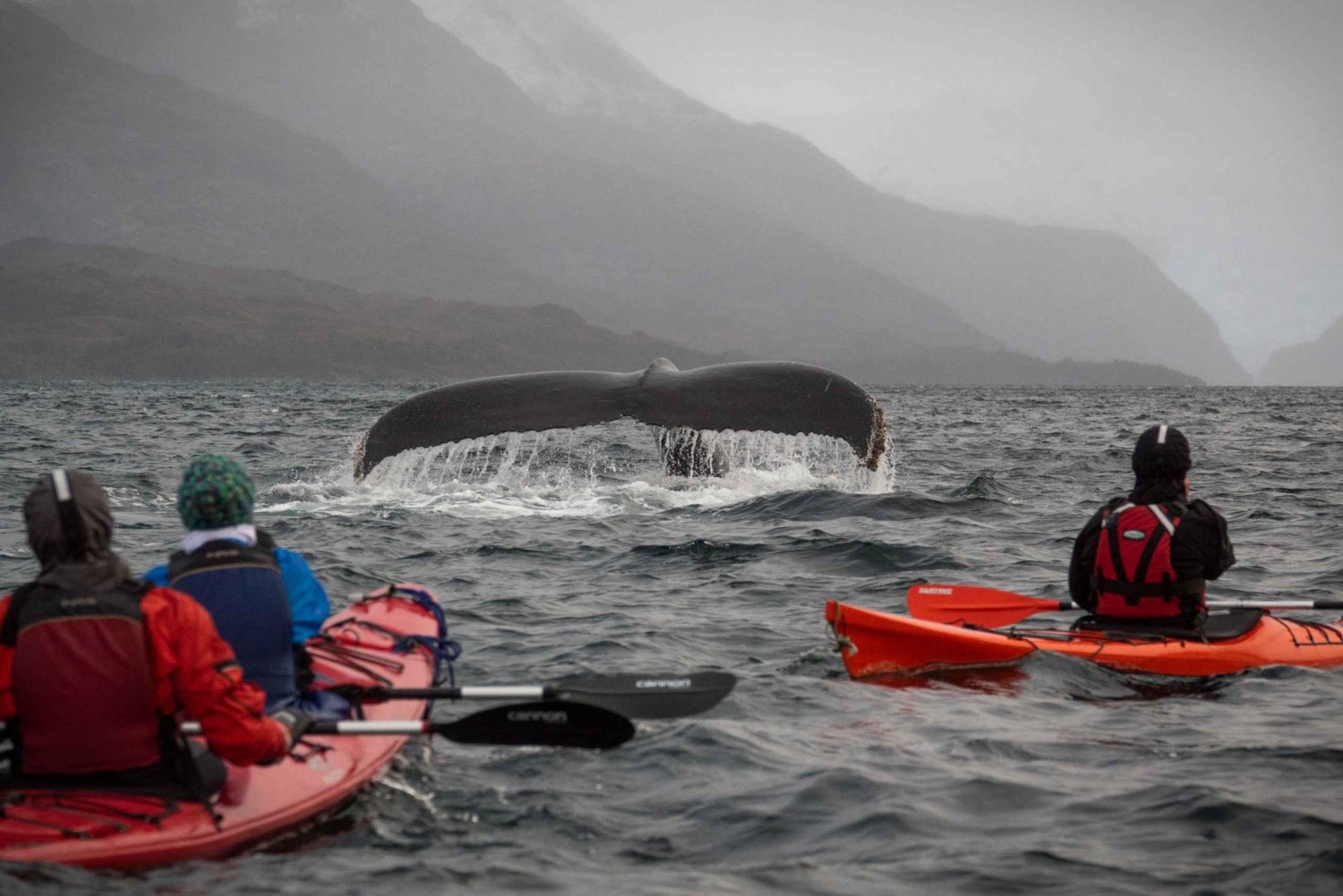 Kayaking Trip: Whales and Wildlife