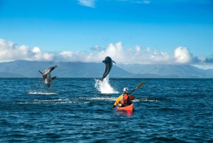 Kayaking Trip: Whales and Wildlife