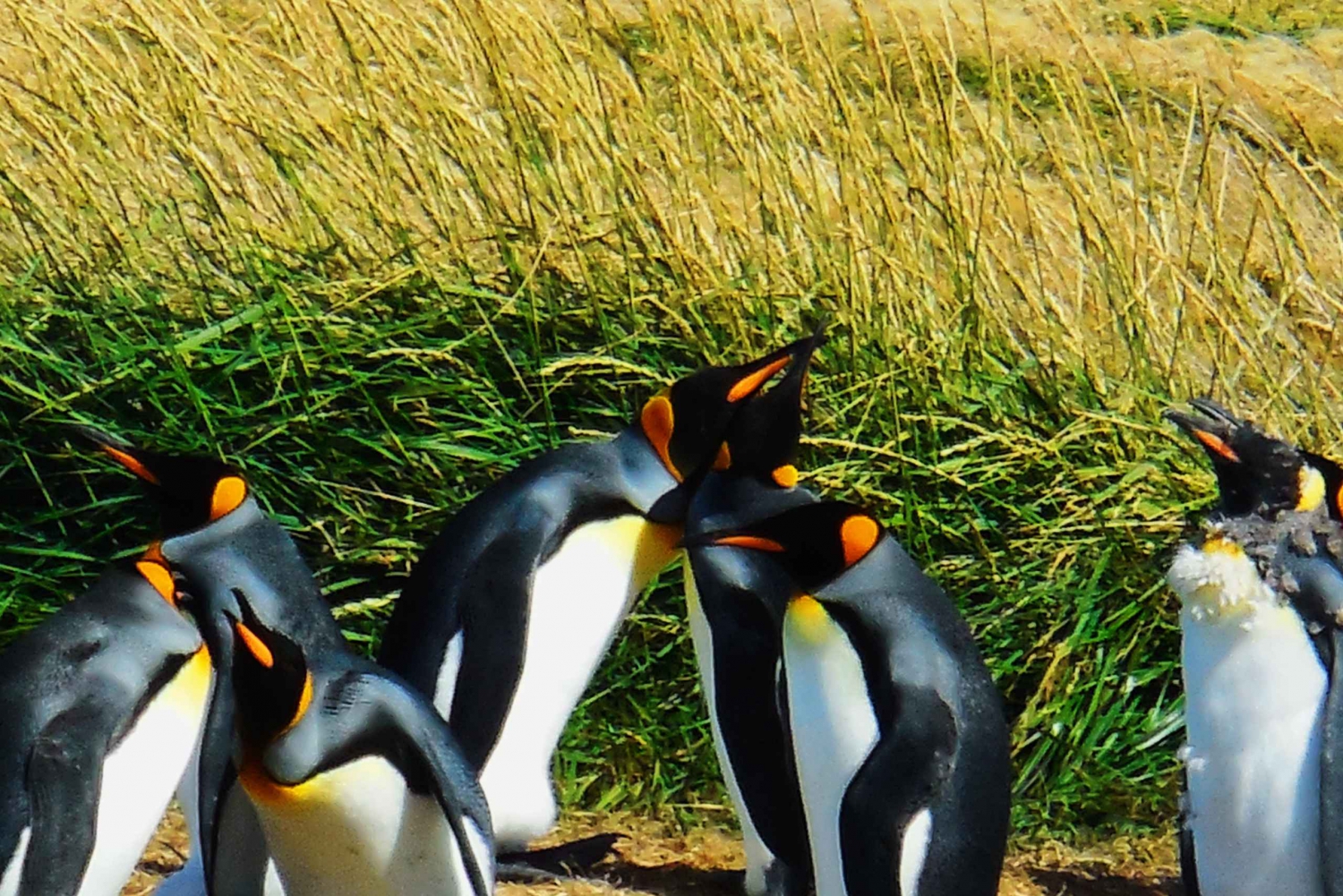 Tour del pinguino reale e della Terra del Fuoco