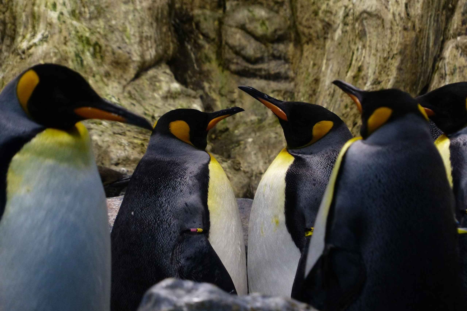 Koningspinguïn & Vuurland Tour