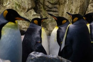 Pingüino Rey y Tierra de Fuego