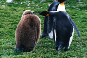 Kuningaspingviini & Tierra del Fuego Tour -retki