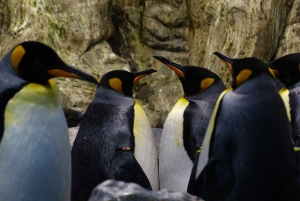 Koningspinguïn & Vuurland Tour