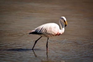 5-дневный тур из Ла-Паса в Уюни через Саджаму - тур по суше для небольшой группы