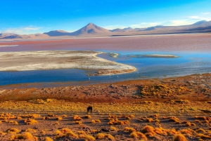 La Paz: Uyuni Salt Flats & Isla Incahuasi 5 päivän bussikiertomatka