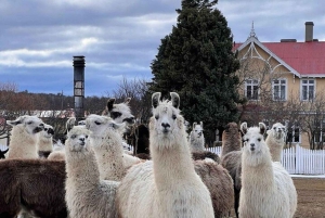 Laguna Blanca: Estancia-tur med lammefrokost