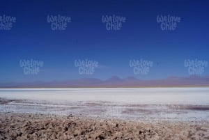 Laguna Cejar: flamma i lagunen i Atacamas saltsjöar