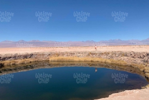 Laguna Cejar: flamma i lagunen i Atacamas saltsjöar