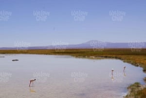 Laguna Cejar: flora i lagunen ved Atacamas salar