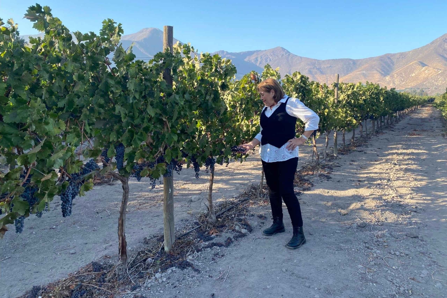 Лагуна-дель-Инка и ферма альпака или винодельня (частный трансфер)