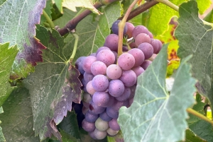 Лагуна-дель-Инка и ферма альпака или винодельня (частный трансфер)